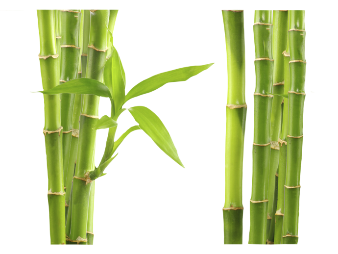 vinilo de pared plantas hojas bambú
