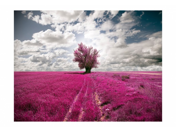 fotomural campo de lavanda