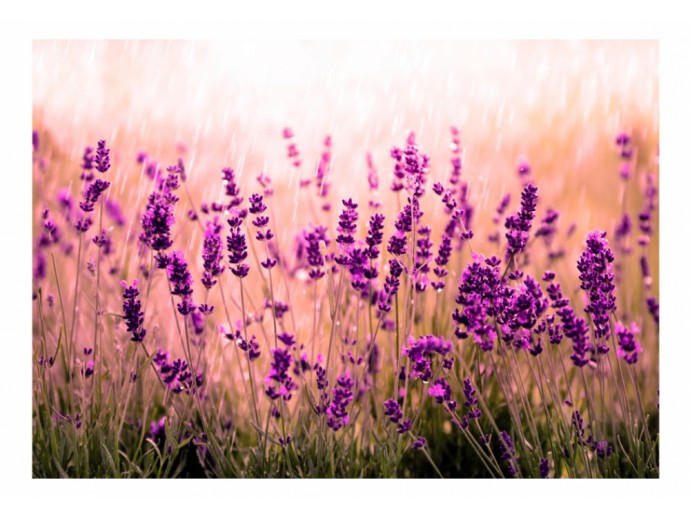 fotomural estilo provenzal lavanda 