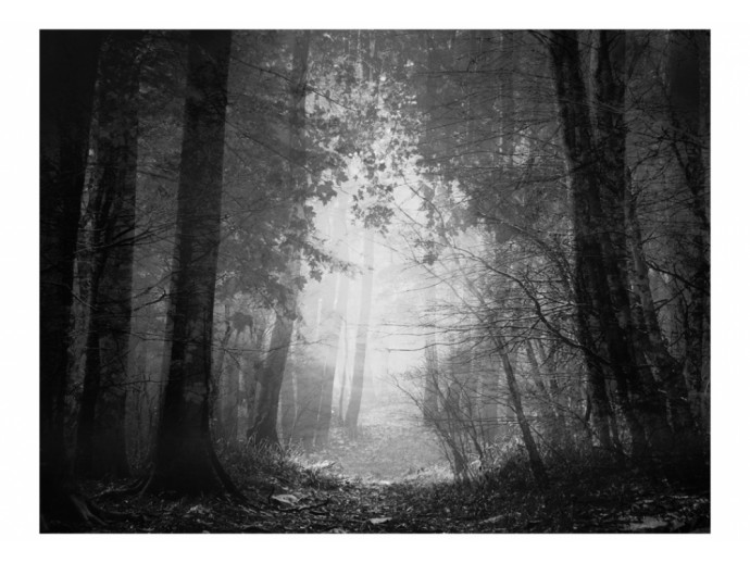 fotomural bosque blanco y negro