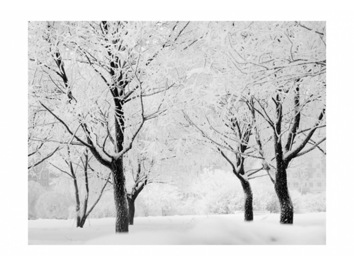 fotomural paisaje invierno árboles
