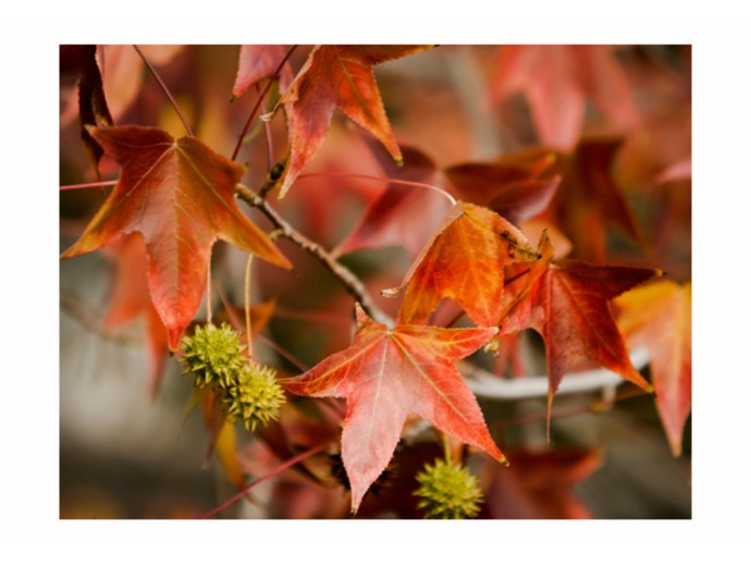 fotomural otoño bosque hojas coloridas