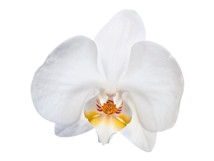 vinilo de pared orquídea blanca